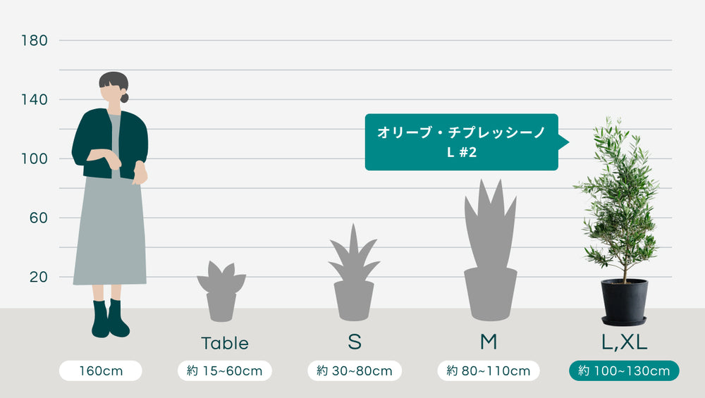 オリーブ・チプレッシーノ L #2のサイズ