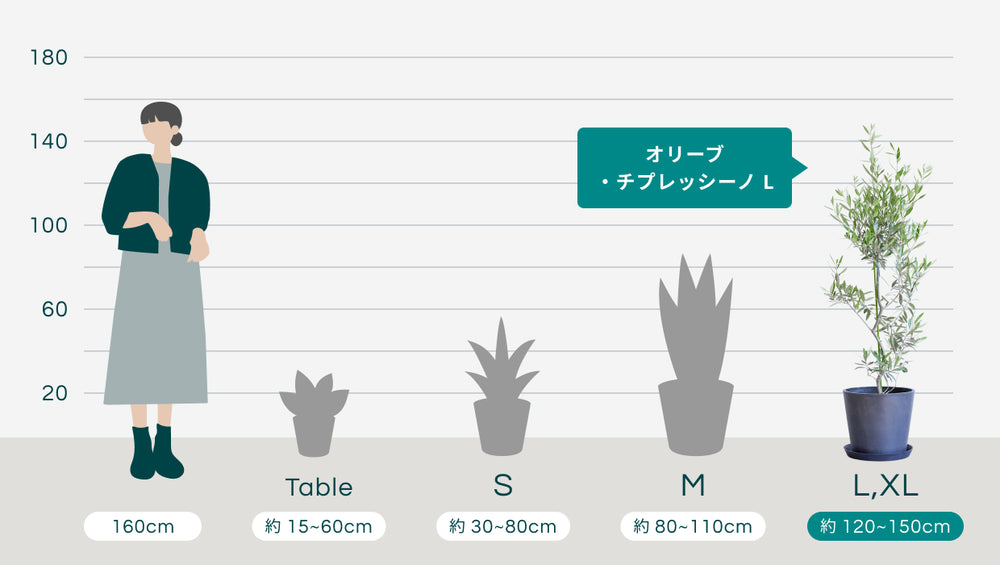 オリーブ・チプレッシーノ Lのサイズ