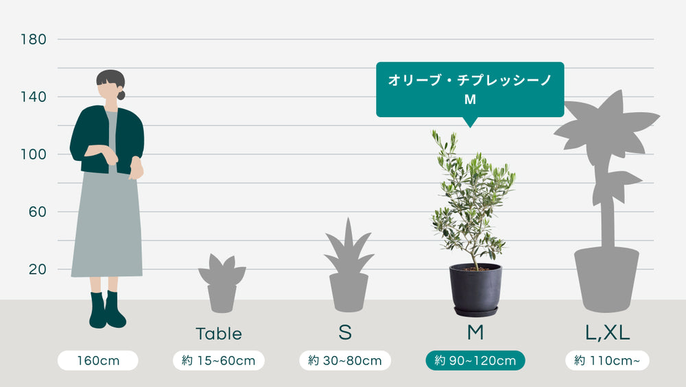オリーブ・チプレッシーノ Mのサイズ