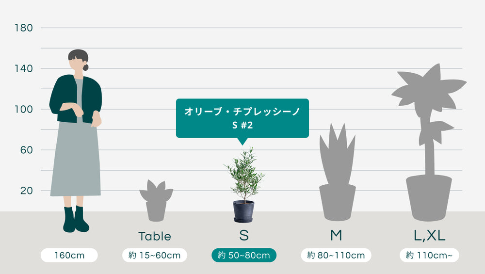 オリーブ・チプレッシーノ S #2のサイズ