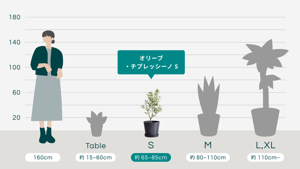 オリーブ・チプレッシーノ Sのサイズ