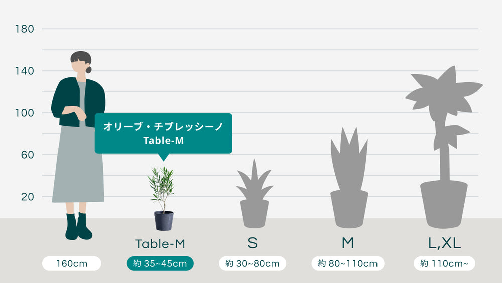 オリーブ・チプレッシーノ Table-Mのサイズ