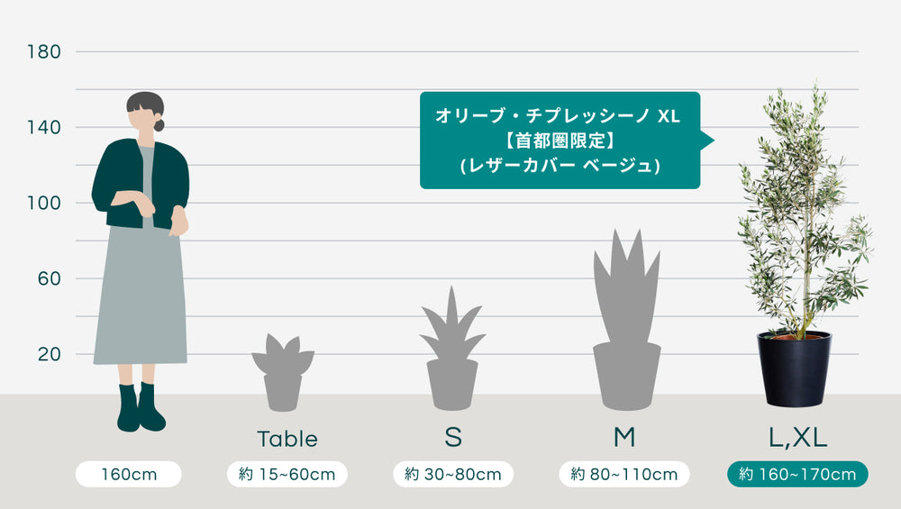 オリーブ・チプレッシーノ XL 【首都圏限定】(樹脂ポット ブラックマーブル)のサイズ
