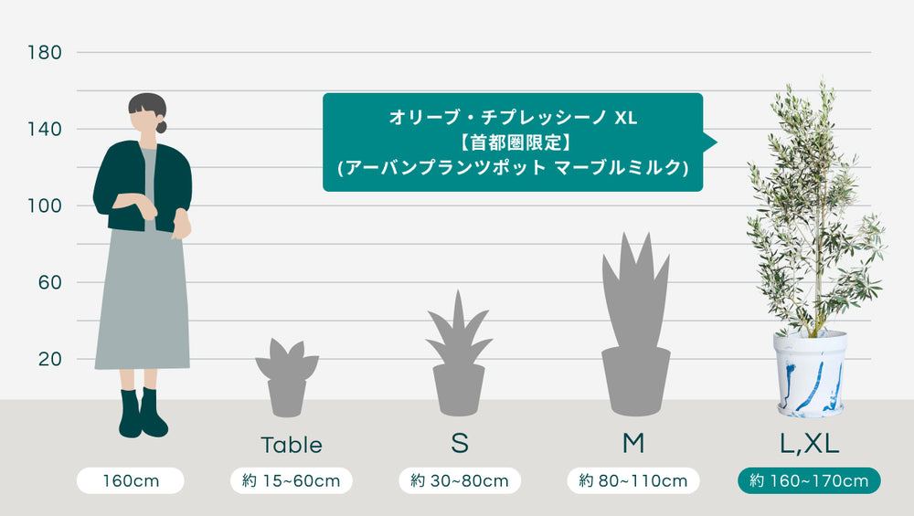オリーブ・チプレッシーノ XL 【首都圏限定】(アーバンプランツポット マーブルミルク)のサイズ