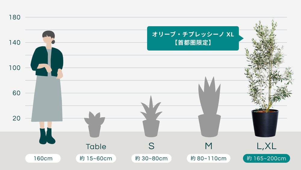 オリーブ・チプレッシーノ XL【首都圏限定】のサイズ