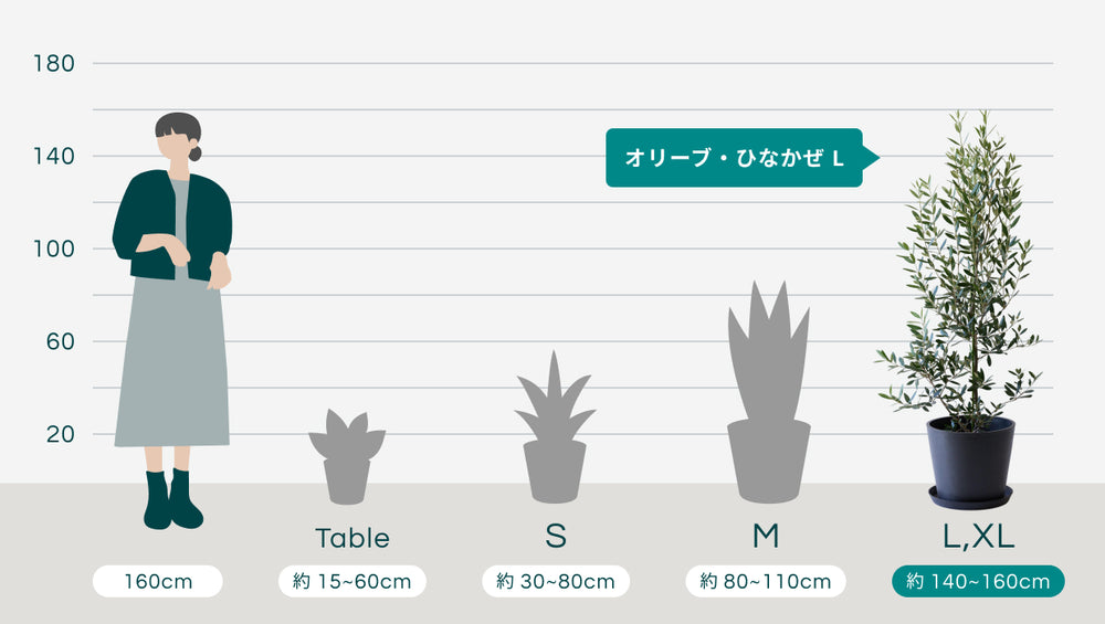 オリーブ・ひなかぜ Lのサイズ