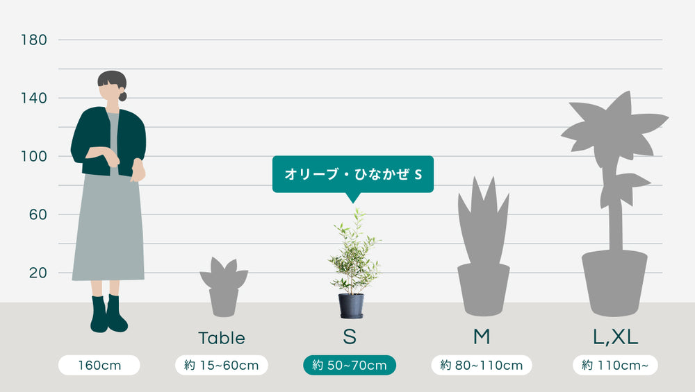 オリーブ・ひなかぜ Sのサイズ