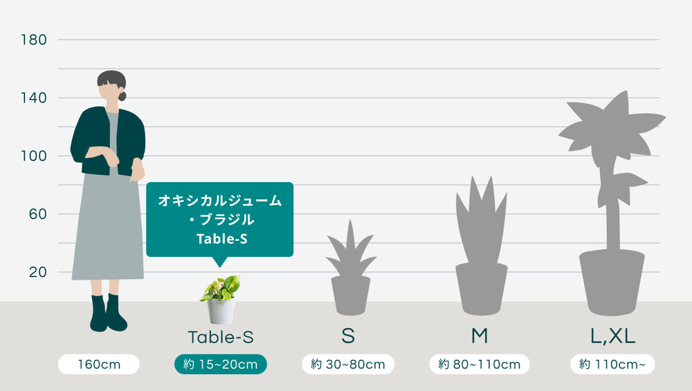 【クリアプランツ】オキシカルジューム・ブラジル Table-Sのサイズ