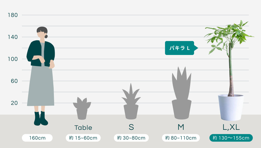 パキラ Lのサイズ