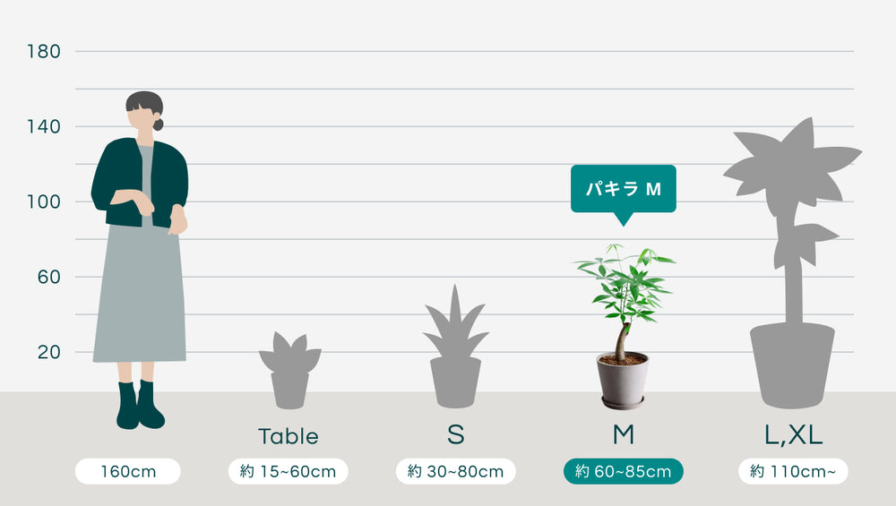 パキラ Mのサイズ