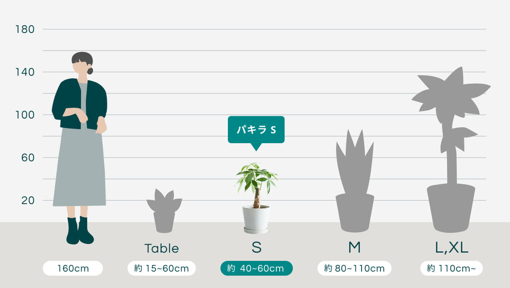 パキラ Sのサイズ