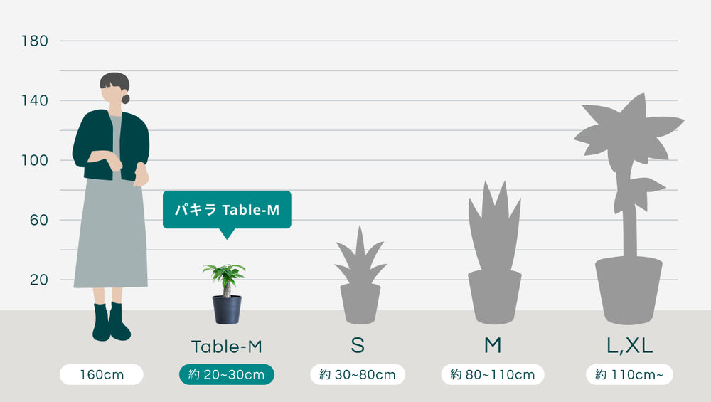 パキラ Table-Mのサイズ
