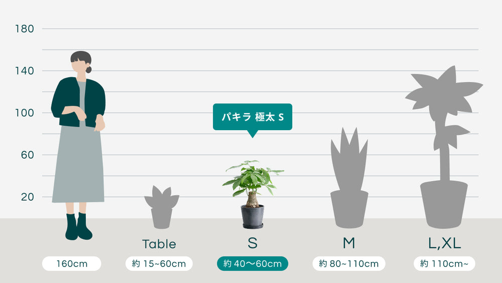 パキラ 極太 Sのサイズ