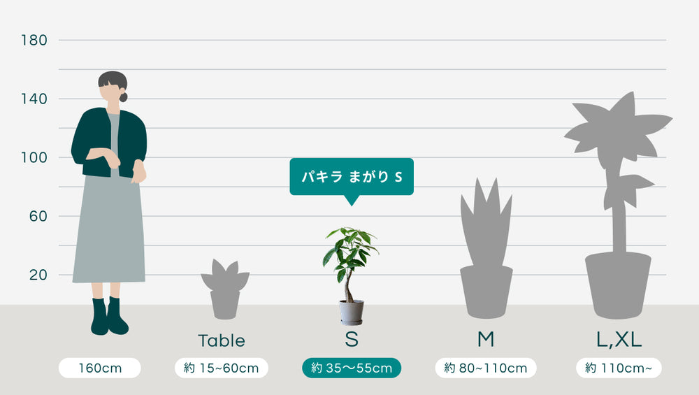 パキラ  まがり Sのサイズ