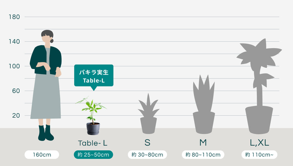 パキラ実生 Table-Lのサイズ