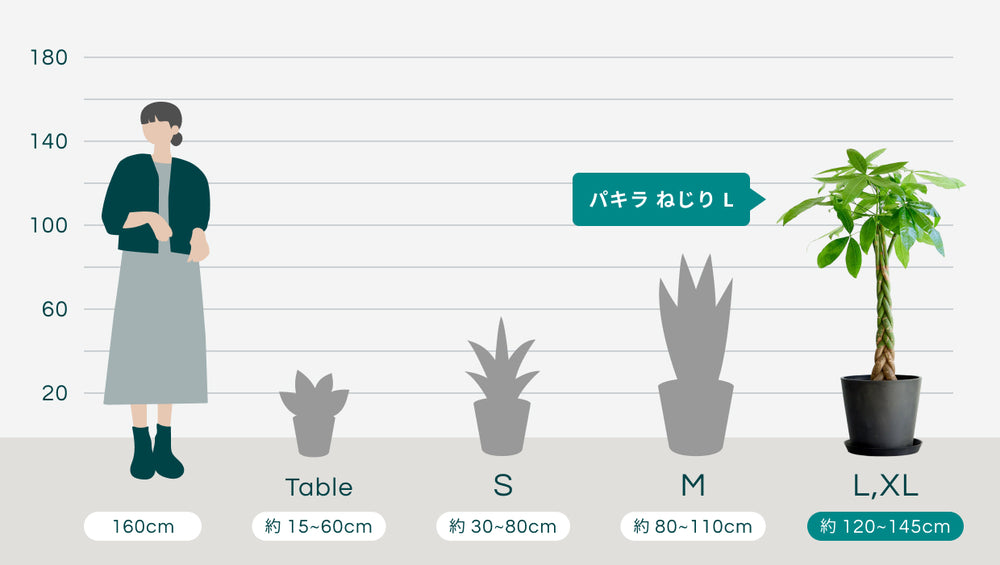 パキラ ねじり Lのサイズ