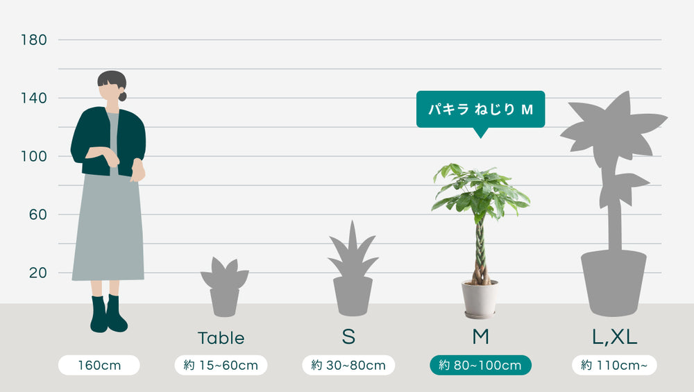 パキラ ねじり Mのサイズ