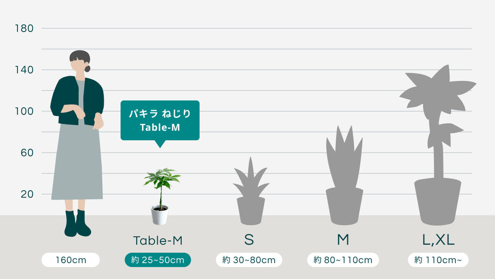 パキラ ねじり Table-Mのサイズ
