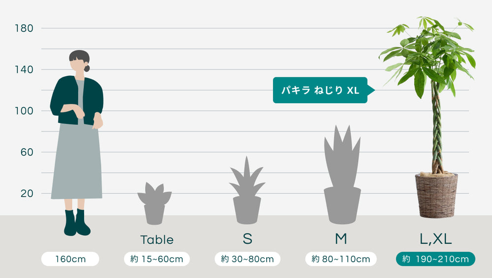 パキラ  ねじり XL 【首都圏限定】(バナナリーフバスケット ブラウン)のサイズ