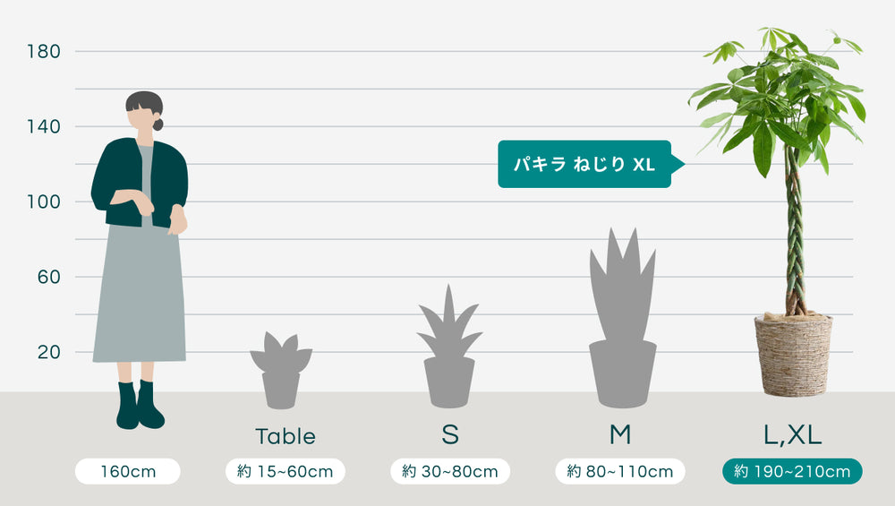 パキラ  ねじり XL 【首都圏限定】(バナナリーフバスケット ナチュラル)のサイズ