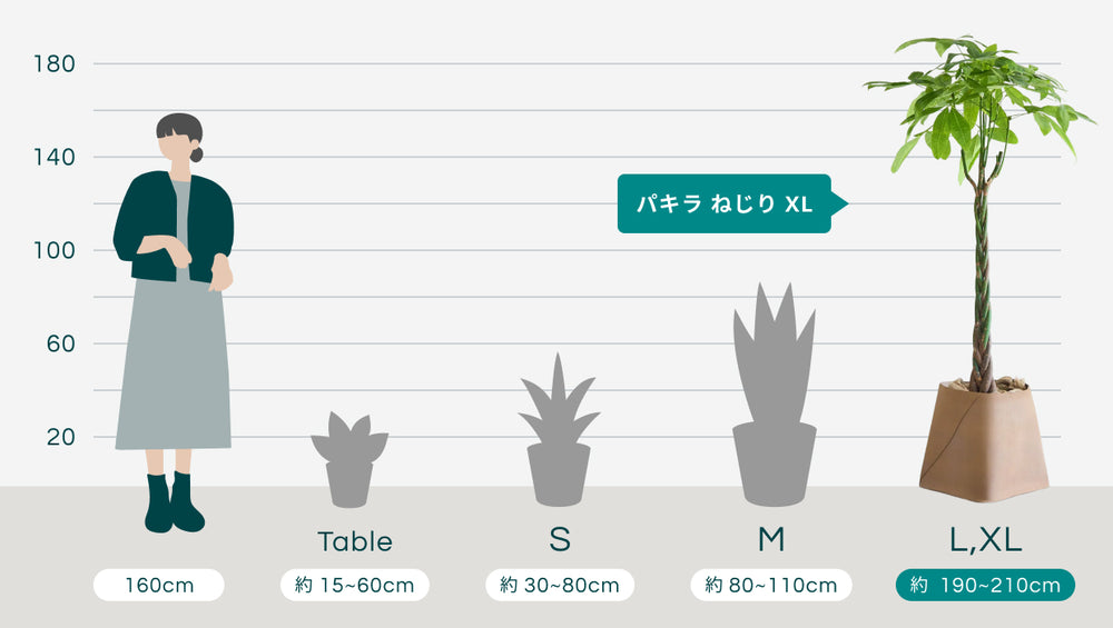 パキラ  ねじり XL 【首都圏限定】(レザーカバー ベージュ)のサイズ