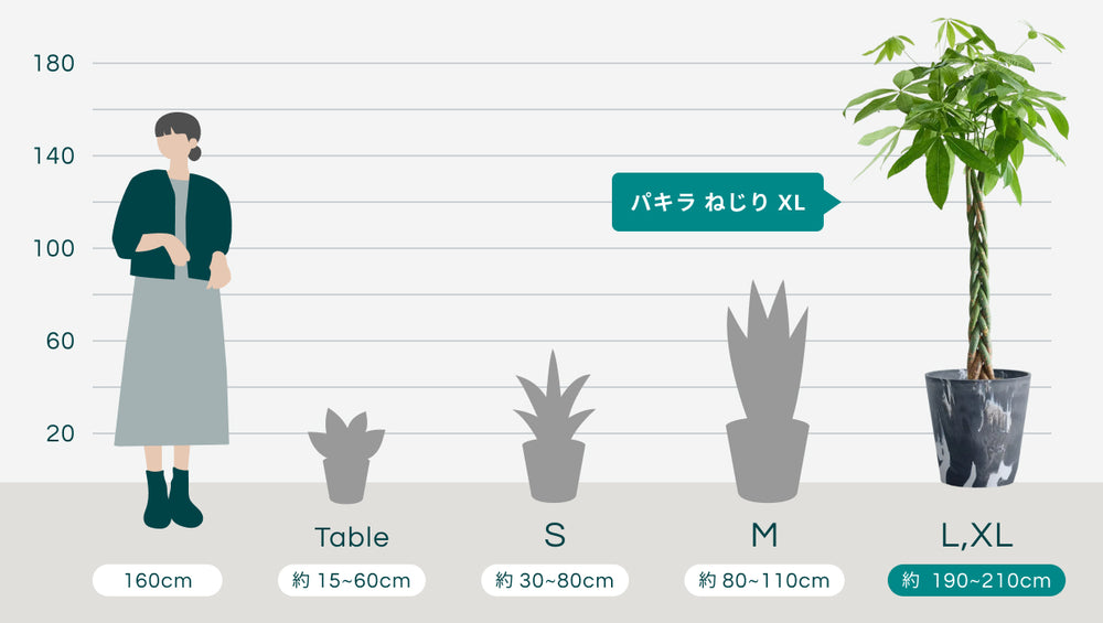 パキラ  ねじり XL 【首都圏限定】(樹脂ポット ブラックマーブル)のサイズ