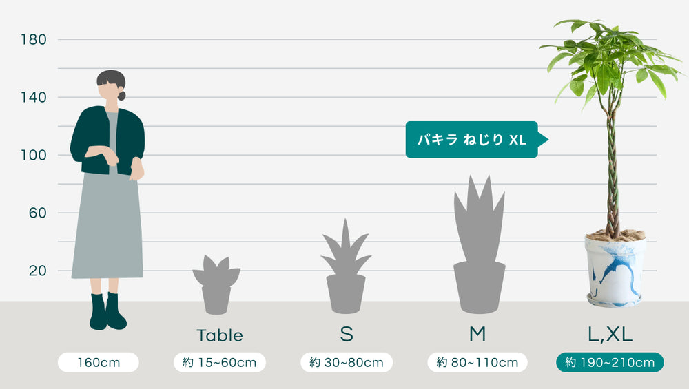 パキラ  ねじり XL 【首都圏限定】(アーバンプランツポット マーブルミルク)のサイズ