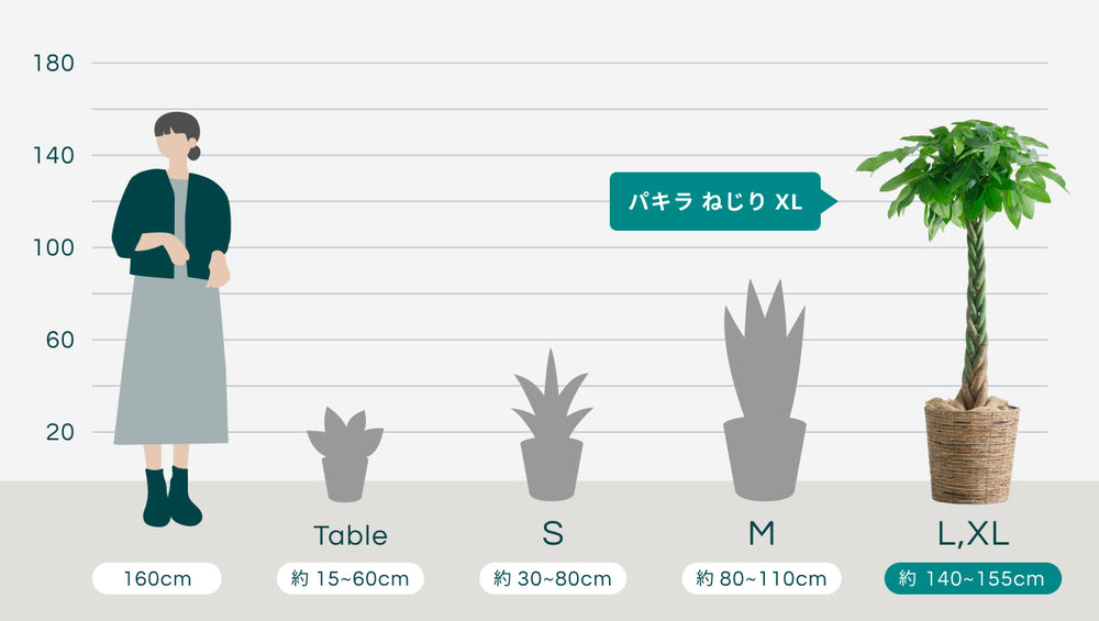 パキラ  ねじり XL 【全国発送可能】(バナナリーフバスケット ブラウン)のサイズ