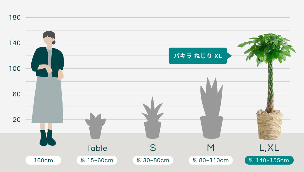 パキラ  ねじり XL 【全国発送可能】(バナナリーフバスケット ナチュラル)のサイズ