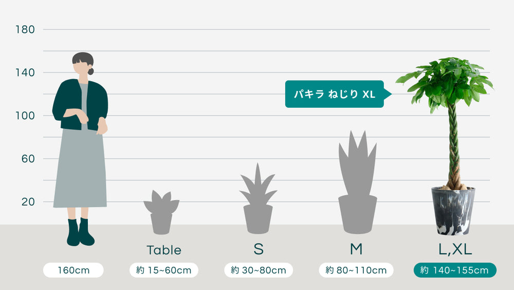 パキラ  ねじり XL 【全国発送可能】(樹脂ポット ブラックマーブル)のサイズ