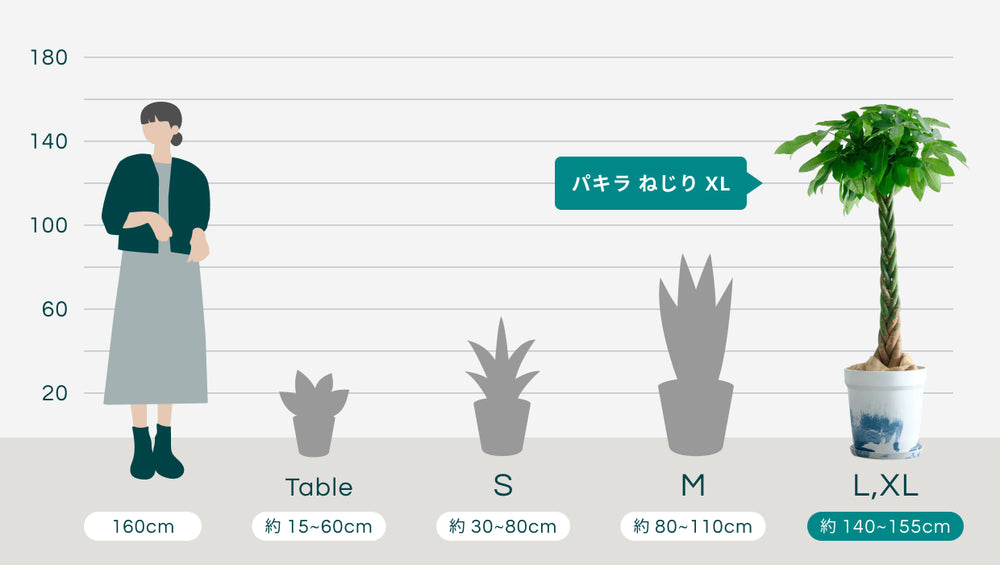 パキラ  ねじり XL 【全国発送可能】(アーバンプランツポット マーブルミルク)のサイズ