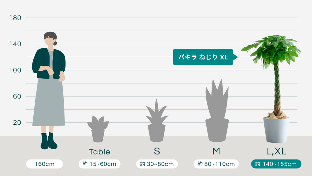 パキラ  ねじり XL【全国発送可能】のサイズ