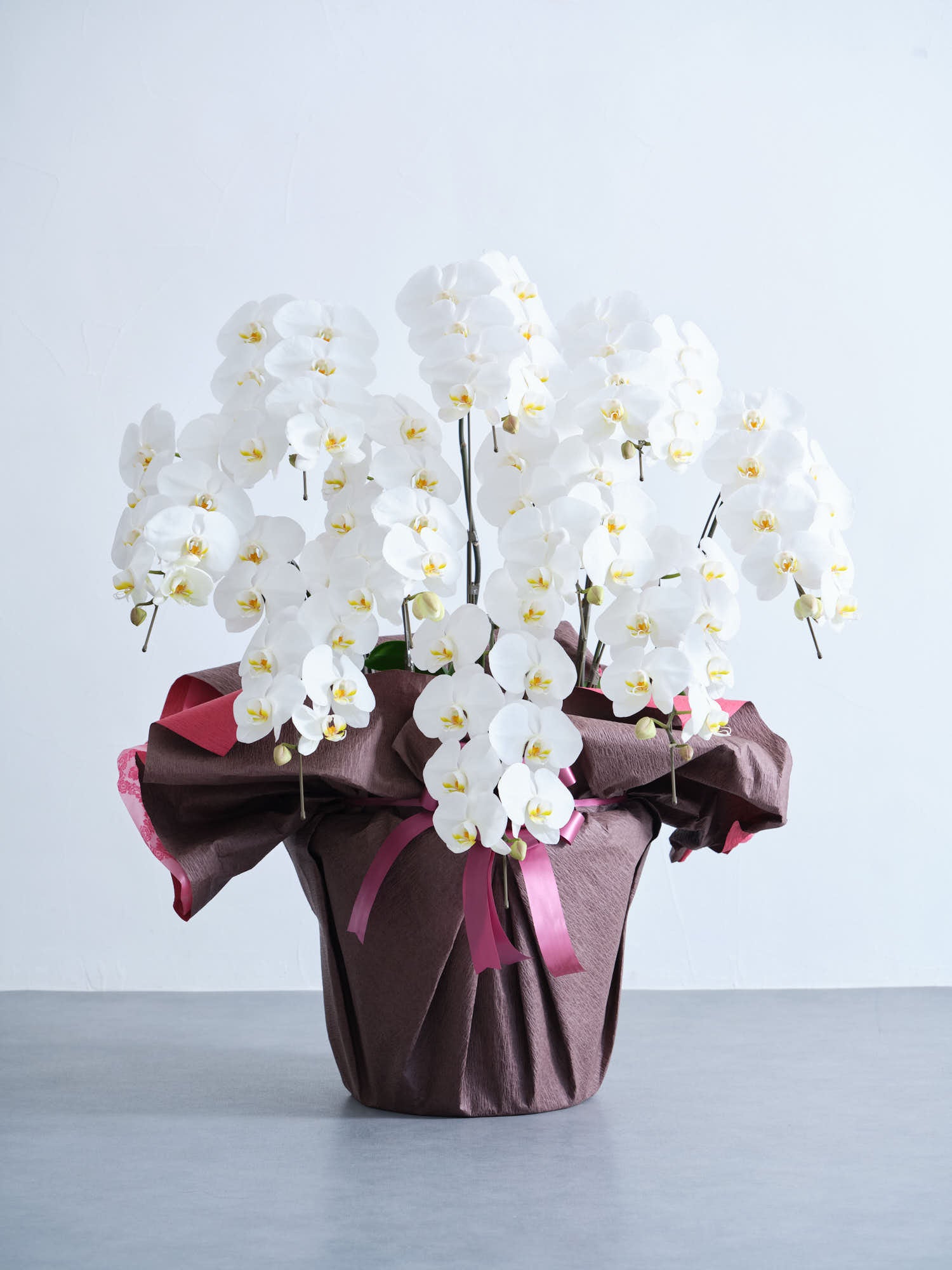 胡蝶蘭10本立 90輪 -brown-