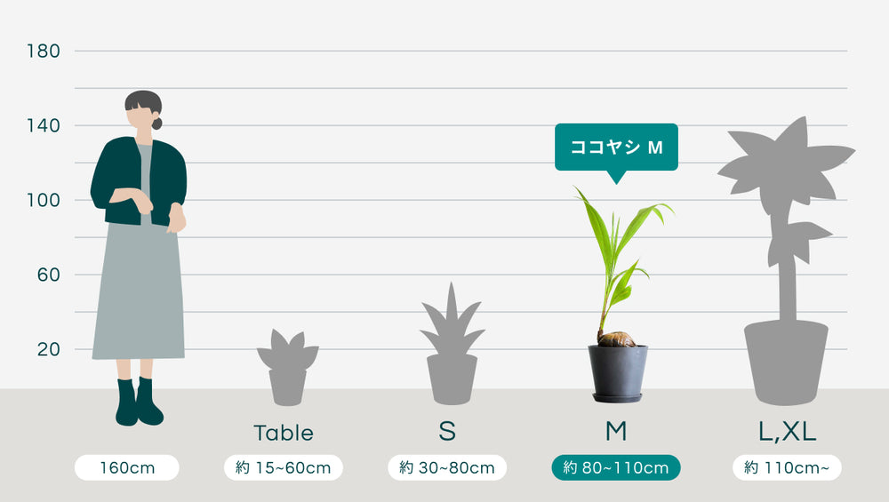 ココヤシ Mのサイズ