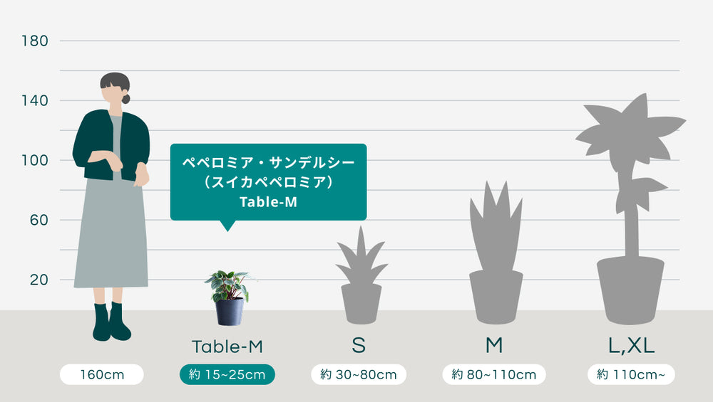 ペペロミア・サンデルシー（スイカペペロミア）　Table-Mのサイズ