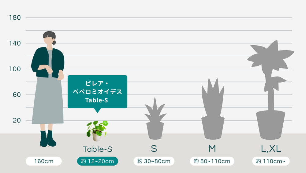 ピレア・ペペロミオイデス Table-Sのサイズ