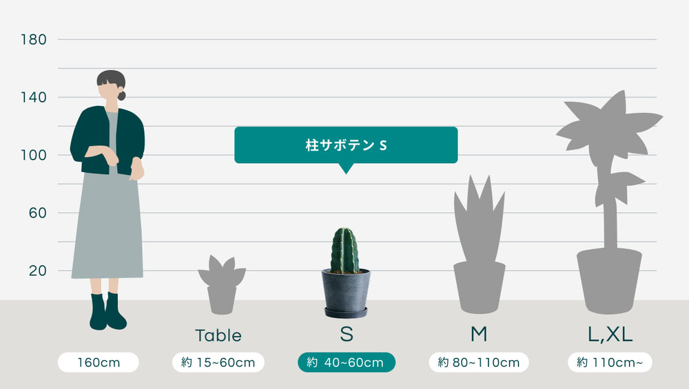 柱サボテン Sのサイズ