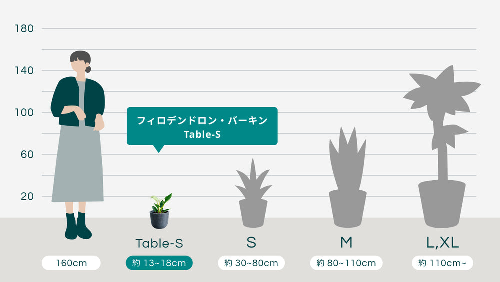フィロデンドロン・バーキン Table-Sのサイズ