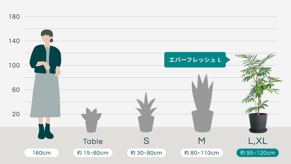 エバーフレッシュ Lのサイズ