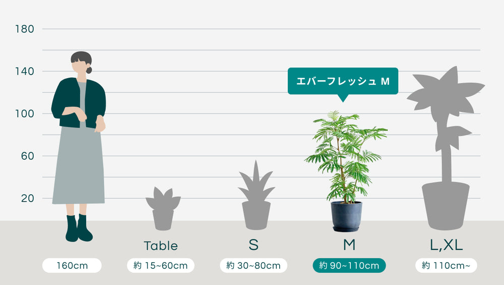 エバーフレッシュ Mのサイズ