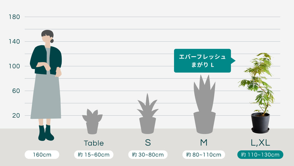 エバーフレッシュ まがり Lのサイズ