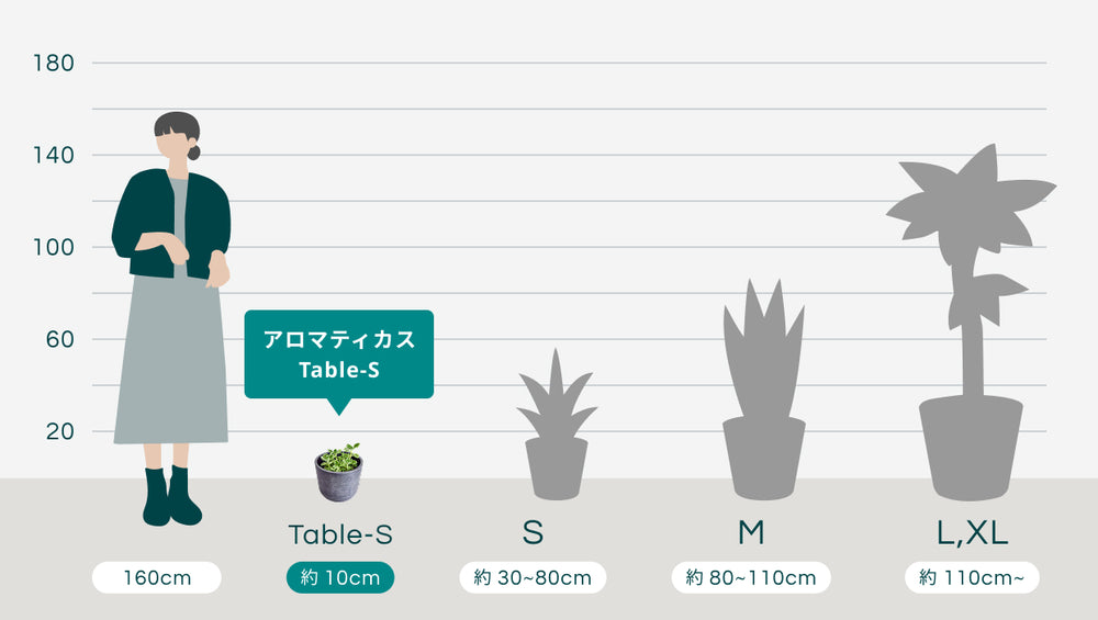 アロマティカス Table-Sのサイズ