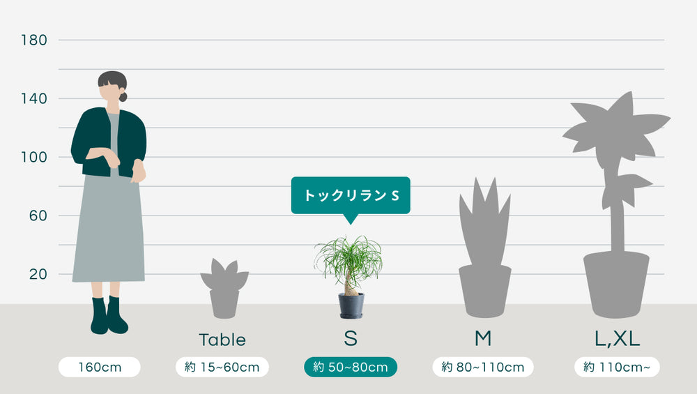 トックリラン Sのサイズ