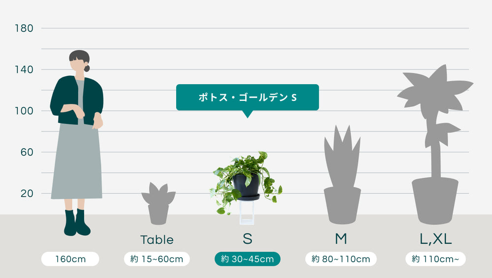ポトス・ゴールデン Sのサイズ
