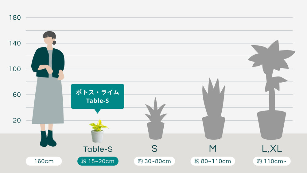 【クリアプランツ】ポトス・ライム Table-Sのサイズ