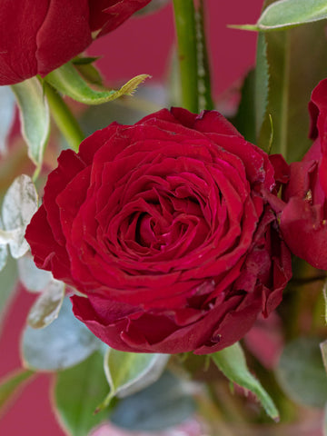 バラの花束 5本 - レッド -