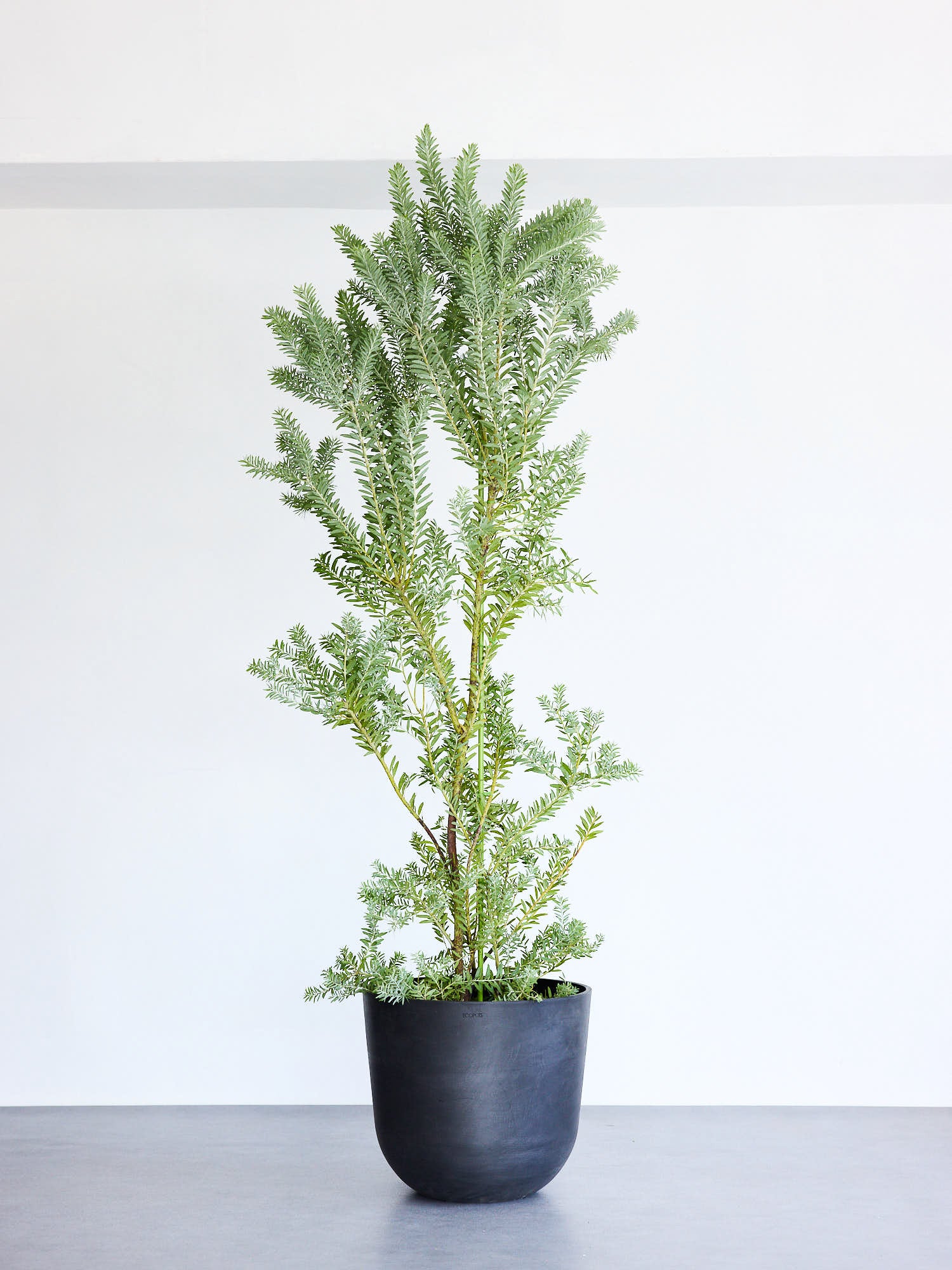 アカシア・ブルーブッシュ XL 【首都圏限定】(レザーカバー ベージュ)