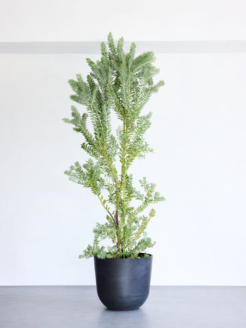 アカシア・ブルーブッシュ XL 【首都圏限定】(レザーカバー ベージュ)