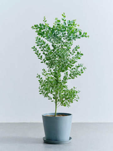 パールアカシア L