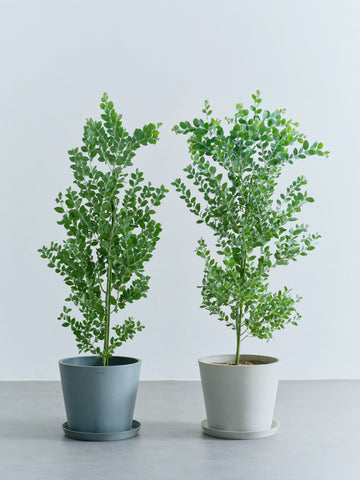 パールアカシア L